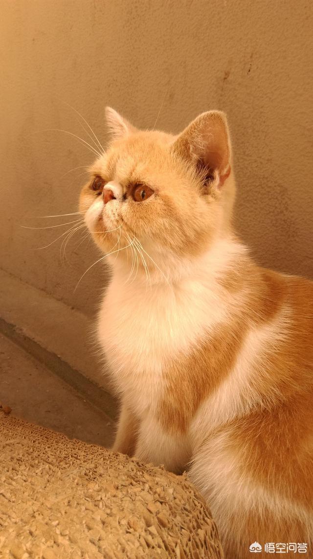 欺负猫女h:家里公猫总是欺负母猫怎么办？