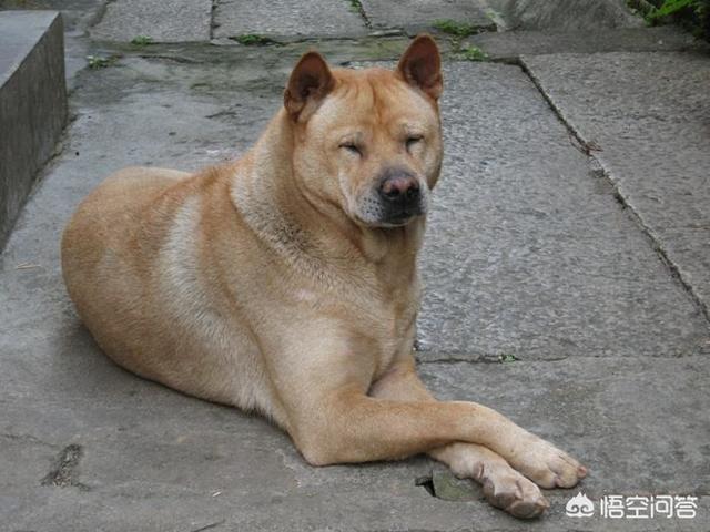 土狗能打的過比特犬嗎