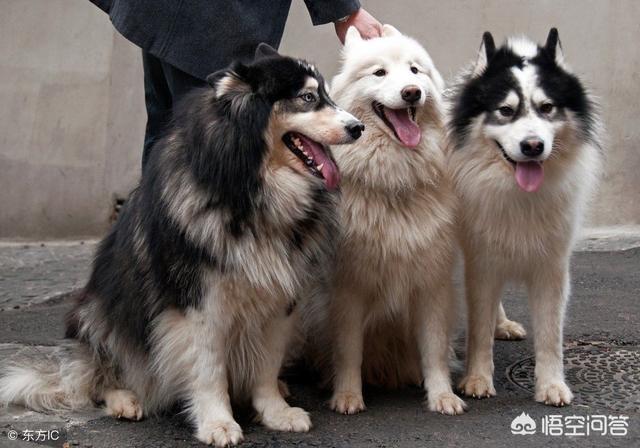 纯种雪橇犬图片:纯种阿拉斯加雪橇犬幼犬图片 纯血统的哈士奇狗狗应该是什么样子的？