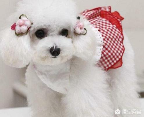 养什么宠物好:最近有点闲，想养一只宠物，养什么好呢？