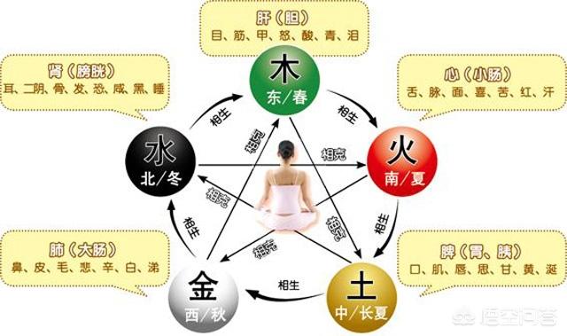 人体五脏六腑分布图(人体五脏六腑分布图肾脏分布图)