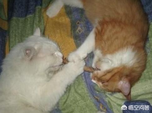 黑色雪鞋猫:领养的小猫咪爱咬鞋子怎么办？