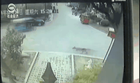 石家庄宠物狗:如何评价宠物狗扰民，石家庄建设禁狗小区？ 石家庄卖狗的宠物店
