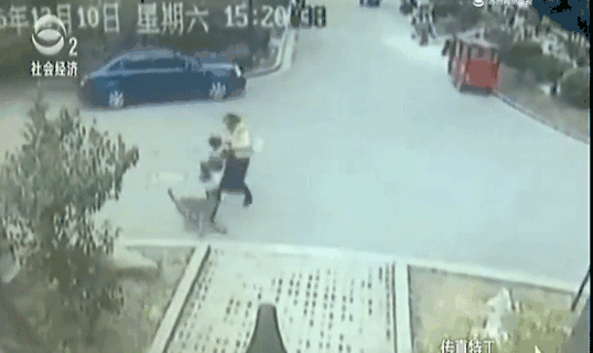 石家庄宠物狗:如何评价宠物狗扰民，石家庄建设禁狗小区？ 石家庄卖狗的宠物店
