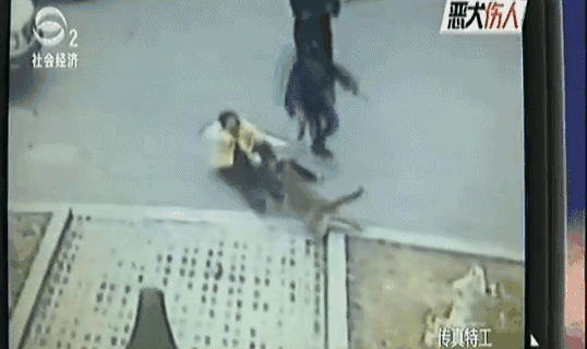 石家庄宠物狗:如何评价宠物狗扰民，石家庄建设禁狗小区？ 石家庄卖狗的宠物店