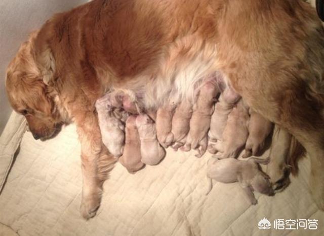 头条问答 - 小狗出生被羊水呛着怎样办?(3个回答)