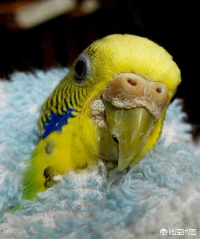 头条问答 - 鹦鹉嘴角烂了是什么病呢?(18个回答)