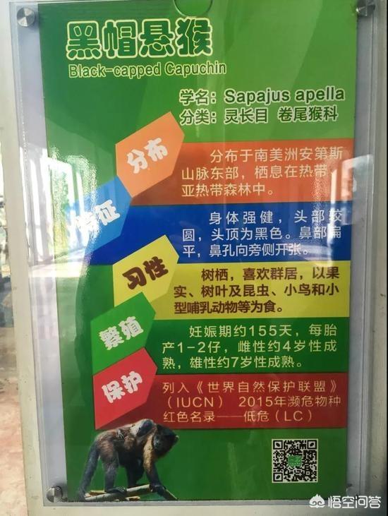 天津动物园松鼠猴:天津市动物园为什么只有一只大熊猫？ 沧州动物园松鼠猴视频