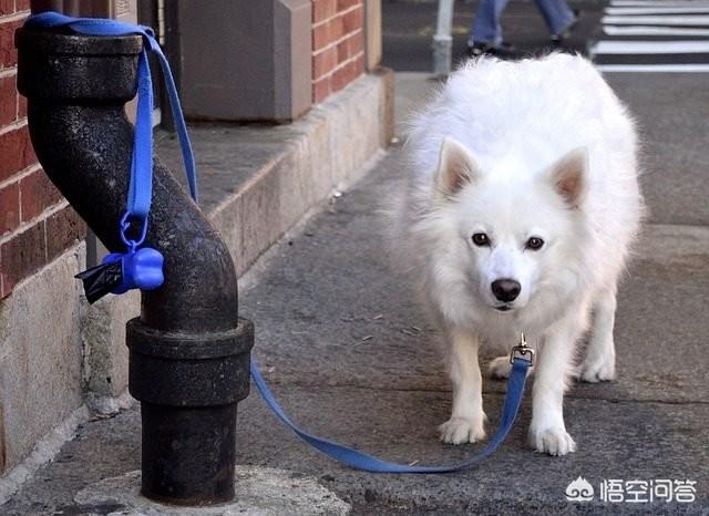 改变世界的犬类流浪狗:哪些狗狗不能成为流浪狗，不然可能会没命？ 流浪狗是名犬