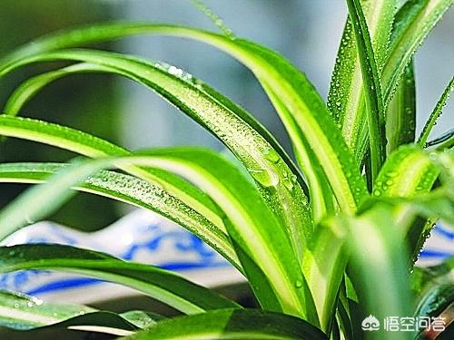 吊兰叶尖发黄是怎么回事:水培吊兰为什么叶尖干枯发黄？