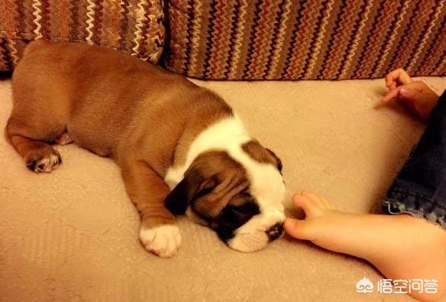 英牛犬:便宜一点的英牛犬多少钱一只？