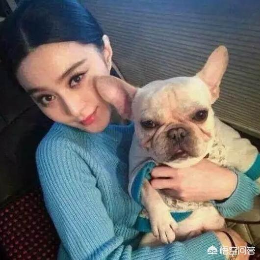 英牛犬:便宜一点的英牛犬多少钱一只？