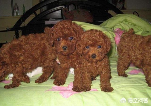 斗狗训练斗性:如何提高拉布拉多的凶猛程度？