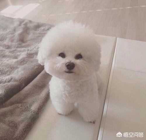 来宝犬业郑之学:为什么现在的人都喜欢把狗狗当子女来养？