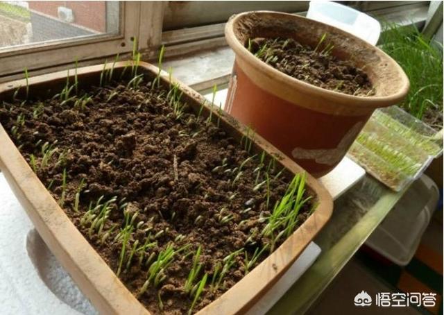 悟空问答 怎么种植猫草 三农小李的回答 0赞