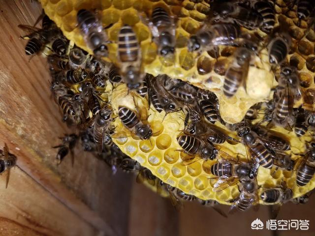 没有蜜蜂生态系将会如何，如果没有蜜蜂，人类还能生存吗