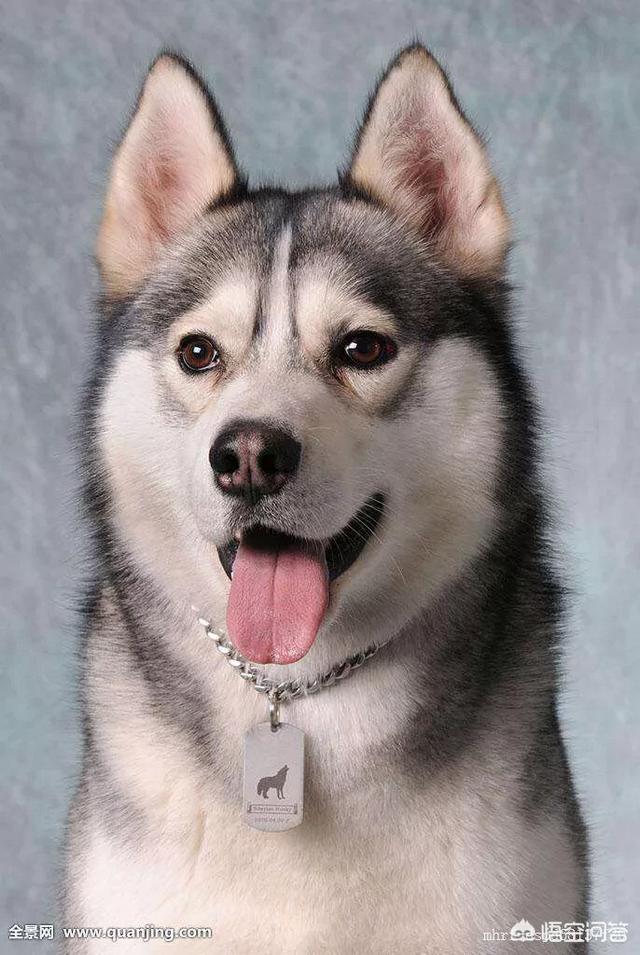 哈士奇体型较大平时如何补充营养