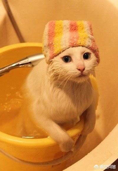 爱洗澡的猫猫视频:爱洗澡舞蹈视频 给猫洗澡对猫来说残忍吗？