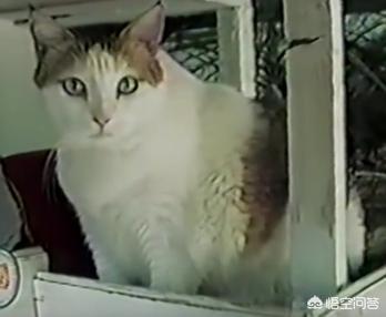 狗的寿命一般多长:拉布拉多犬可以活多少年？