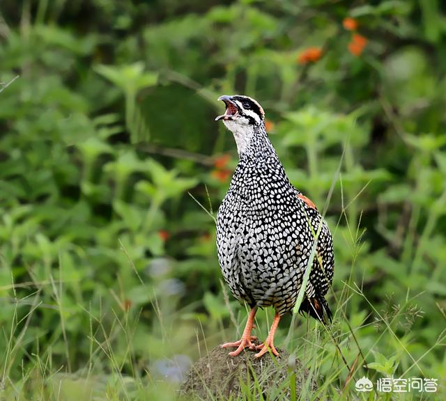 斑鳩是叫聲最響亮傳播最遠的鳥嗎