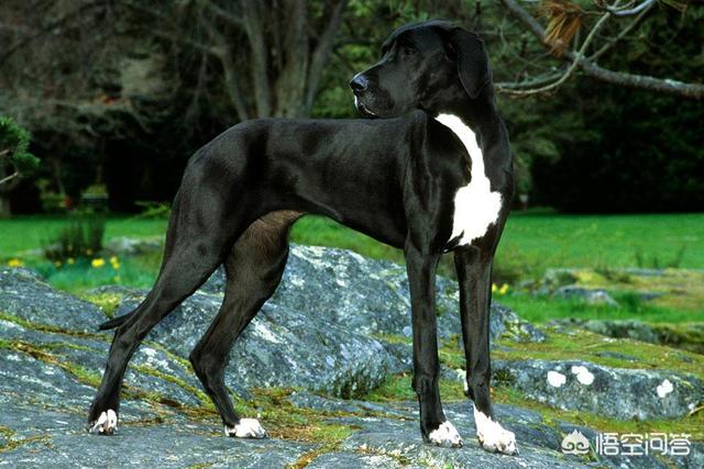 宠物去世后你会以何种方式处理呢？插图7