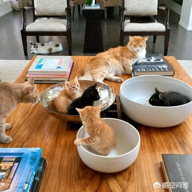 江阴橘猫吧:养猫最好是定点喂食还是一直都充足呢？