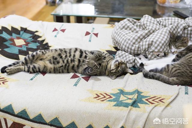 中华田园猫到美国多少钱:网友养了只田园猫被养蓝猫的同学嫌弃，不是品种猫真的就差吗？