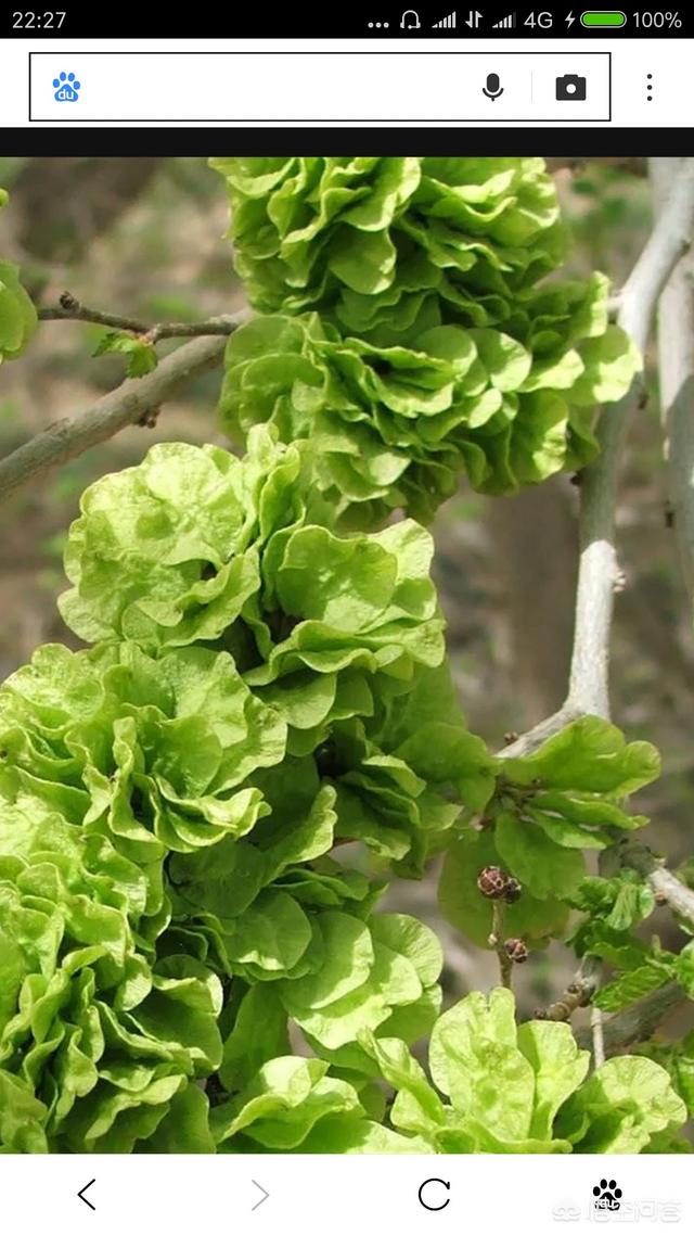 为什么榆树上榆钱花和苹果花是绿色呢？
