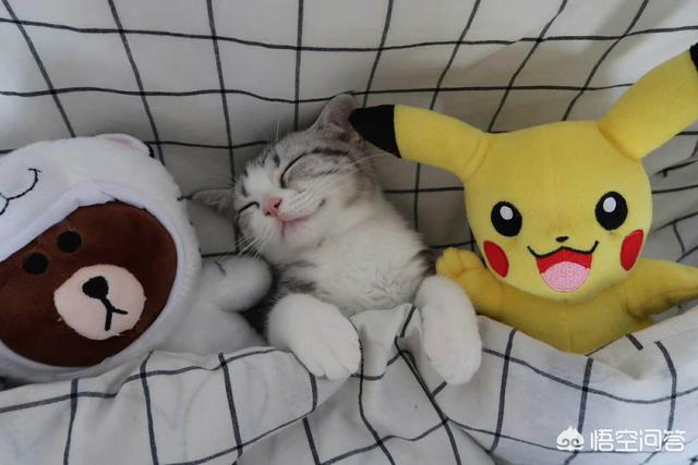 宠物可以和人一块睡吗，猫咪晚上睡觉的时候和人在一起睡这样好吗？