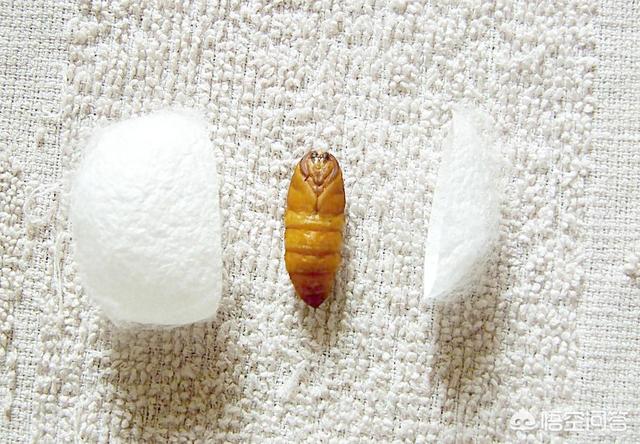 谁吃过蚕蛹补肾胶囊，蜂蛹和蚕蛹哪个更好吃，更有营养？