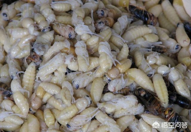 蚕蛹补肾胶囊效果如何，蜂蛹和蚕蛹哪个更好吃，更有营养