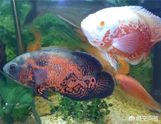 热带鱼突眼症:地图鱼得了凸眼病该怎么办？