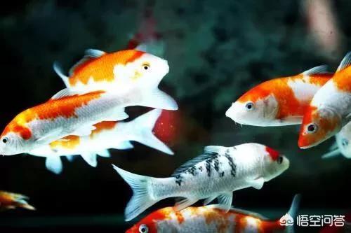 鱼缸水族箱养鱼知识:家庭鱼缸养鱼知识家庭养鱼技巧与注意？