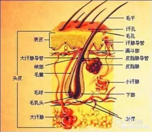 萨摩耶幼犬可以吹电扇吗:细数萨摩耶狗狗的尴尬期_幼犬换毛？