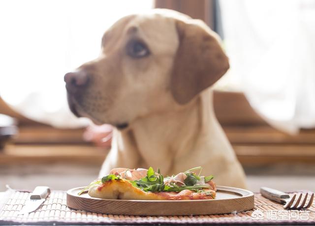 狗狗蛋黄粉怎么做微波炉:给狗狗用微波炉做鸡肉干怎么做？