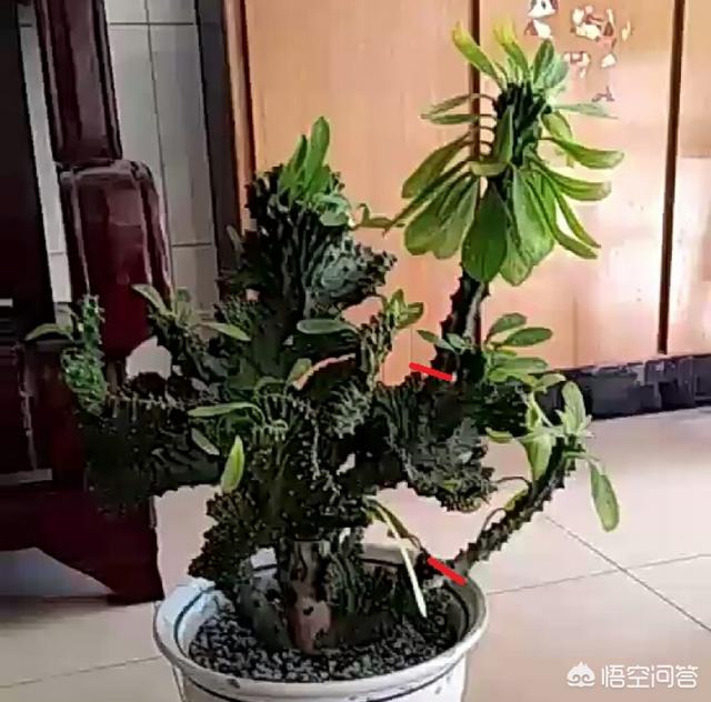 麒麟掌怕晒吗:麒麟掌怕不怕晒 麒麟掌可以适应多少度的高温？