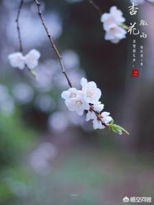 什么无处不飞花,《寒食》中的无处是什么意思？