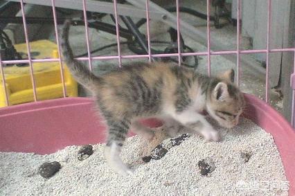 小猫回家:刚抱回家小猫咪该注意什么？