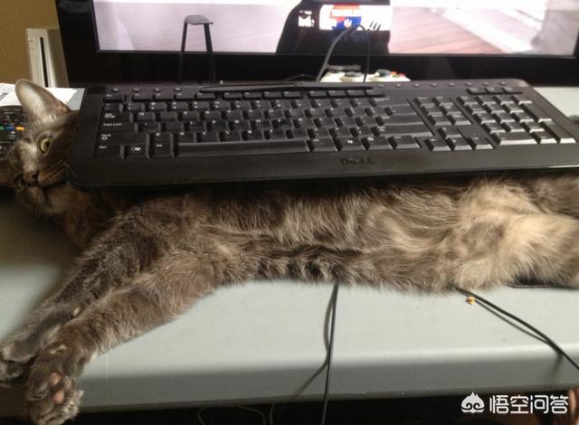 猫怕黄瓜图片gif:哪些东西会让猫咪感觉害怕？