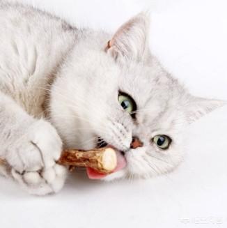 木天蓼对猫的作用:领养的小奶猫猫总是咬我该怎么教？
