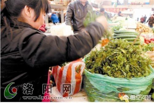 洛阳春天有哪些野菜可以吃？