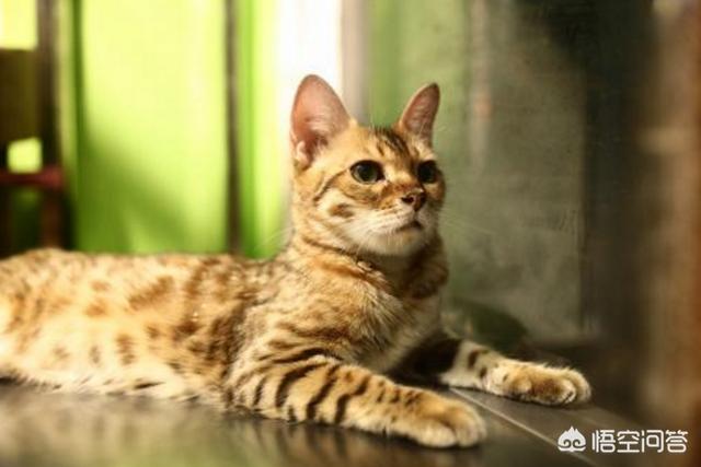 三毛猫公猫国内价格:为何农村猫便宜无人要，而城市猫贵还有市场呢？