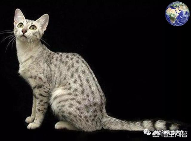 什么猫最可爱？