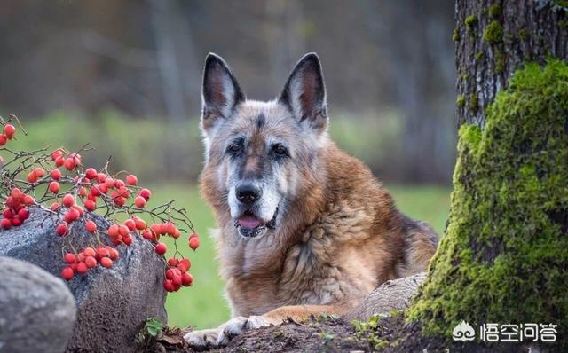 昆明犬:德国牧羊犬，马犬和昆明犬这三种狗的性格各有哪些特点？