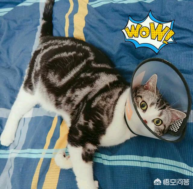 母猫绝育后可以自己拆线吗:猫咪1岁了现在做绝育伤害大吗？