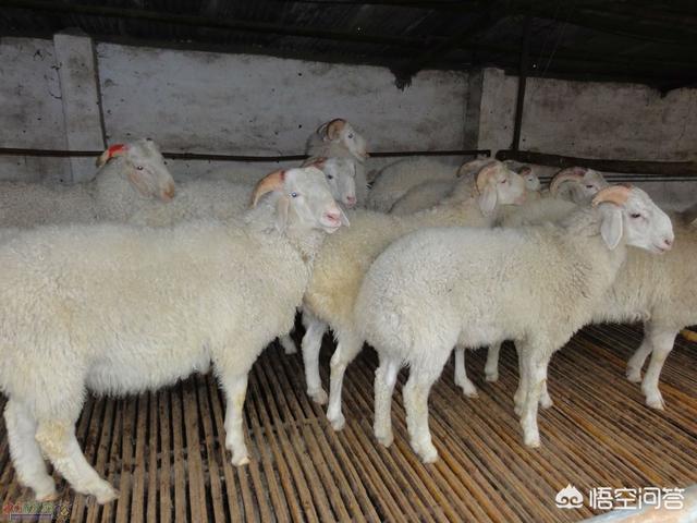 去势:宦官为什么要去势？有什么好处和坏处？