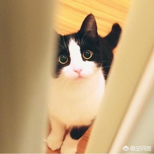 宠物猫领养:捡到一只流浪猫，准备收养具体该怎么做？