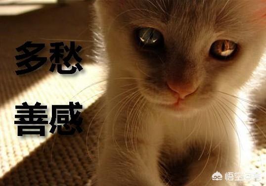 头条问答 - 多愁善感之人怎样活出好心情?(15个回答)