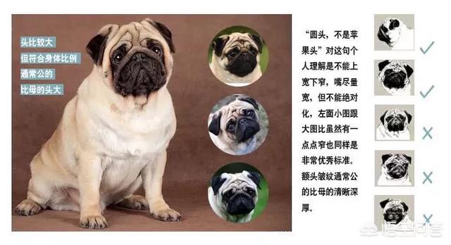 巴哥犬吧:如何挑选优秀可爱的巴哥犬？ 巴哥犬吧三联宠物市场