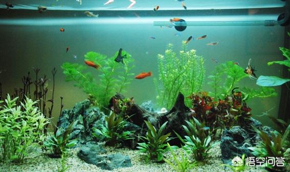 头条问答 金鱼蹭缸 肠炎 可用什么药 2个回答